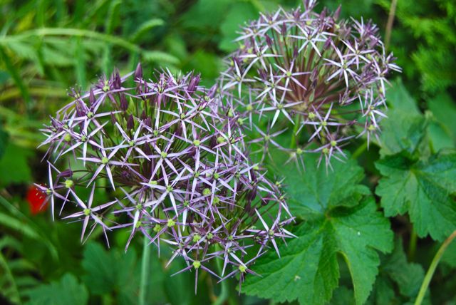 Purple Allium christophii blooming just above the supporting foliage of pink fall-blooming Japanese anemones. 