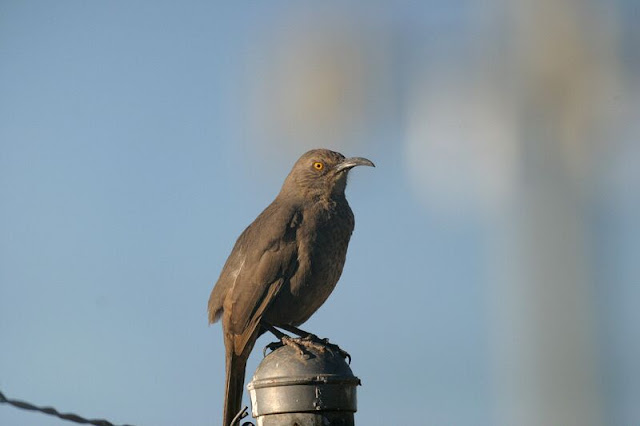 Bird Fence