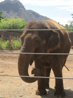 ハワイ HONOLULU ZOO 動物06