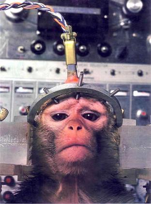 animal testing facts and figures. “Animal testing precedes human