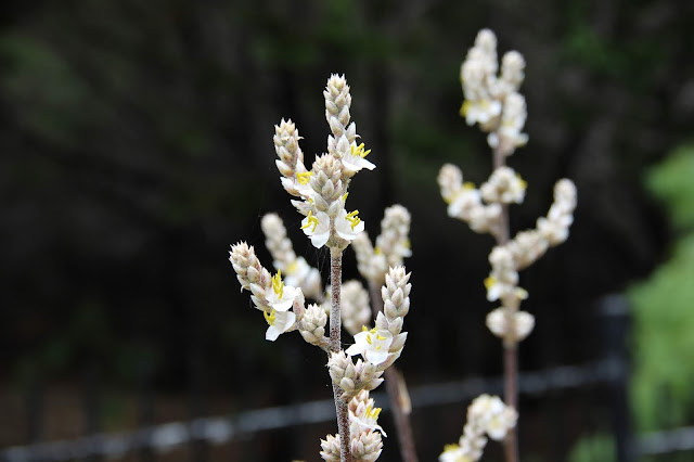 Hechtia texensis