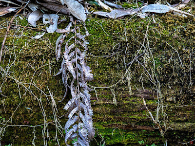 Dead fern: Kencho-ji