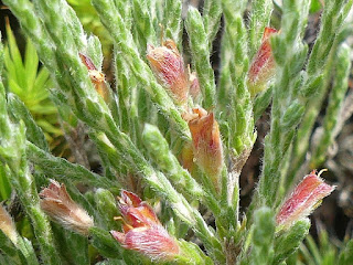 Hudsonie tomenteuse - Hudsonia tomentosa