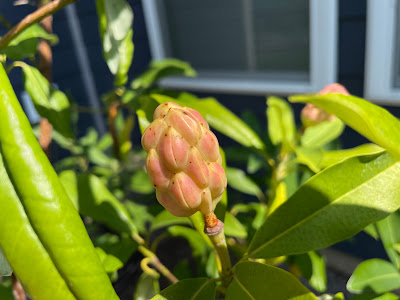 Sweetbay Magnolia Seeds and Fruit