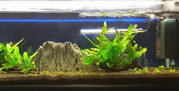 Planted Aquarium Filter