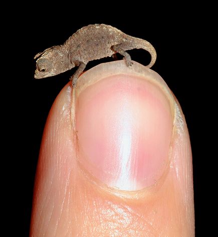 world's tiniest chameleon, madagascar chameleon, new chameleon species found, the smalest chameleon in the world, new chameleon species found in madagascar