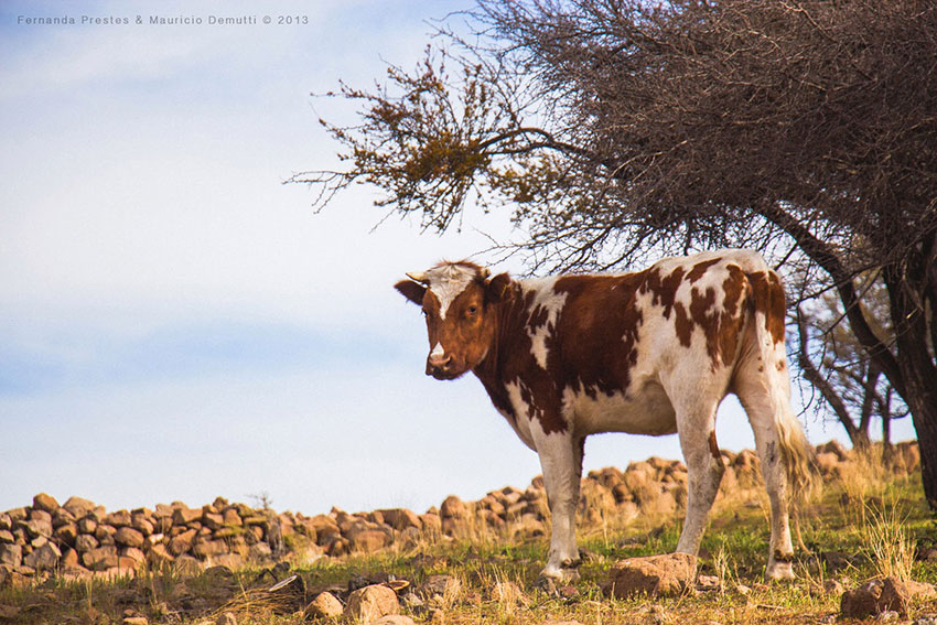 vaca no cerro