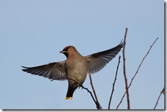 Waxwing
