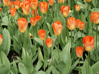 Tulipe forsteriana Orange breeze - Tulipa Orange breeze - Tulipe Orange breeze