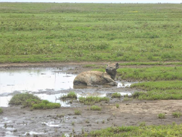 iena nel fango ngorongoro