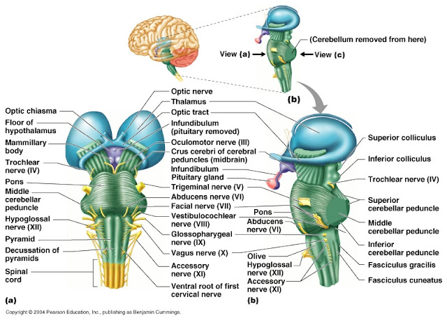 Brain Stem Anatomy2