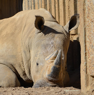 Southern White Rhino Facts & Photos