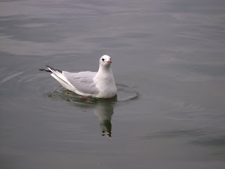 Seagull