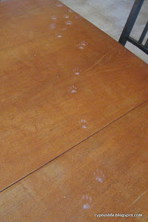 Paw prints from our naughty kittens, evidence that they were on the table