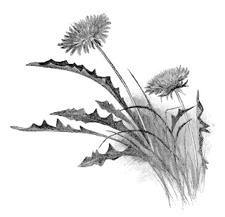 flower dandelion wildflower image pencil artwork digital drawing