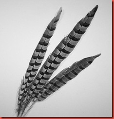 Pheasant feathers B&W