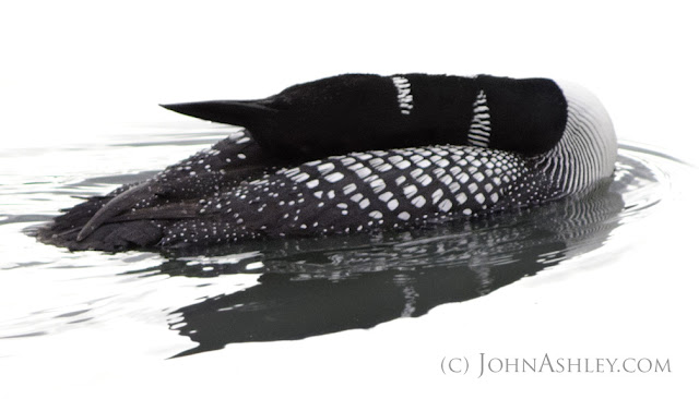 Common Loon stretching (c) John Ashley