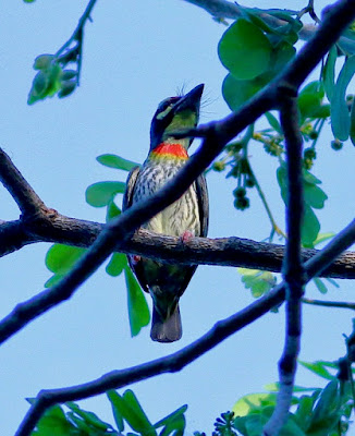 "Coppersmith Barbet Megalaima haemacephala  with its vivid colours perched on a branch high up on a tree."