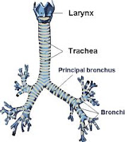 Organ Pernafasan pada Manusia (Trakea)