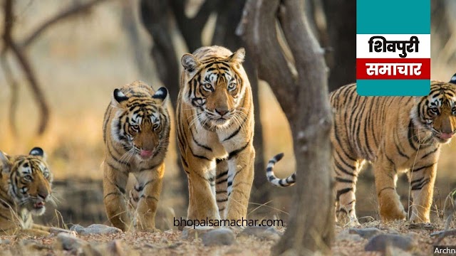 Shivpuri News- पांच बाघों की पुनर्स्थापना को स्वीकृति, सिंधिया ने आभार जताया