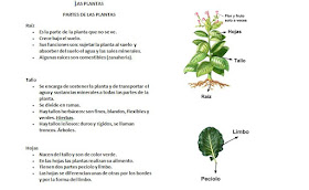 Resultado de imagen de LAS PLANTAS 3 PRIMARIA ESQUEMA