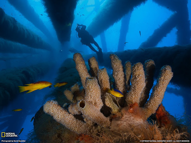 Underwater Reserve Flower Garden Banks, Gulf of Mexico