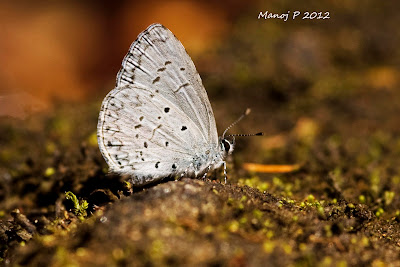 Common Hedge Blue Butterfly