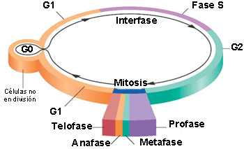 Ciclo celular de las células somáticas