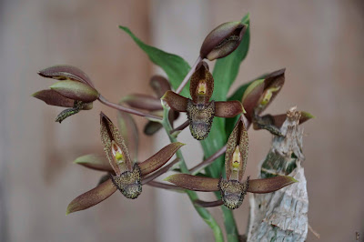 Catasetum parguazense care and culture