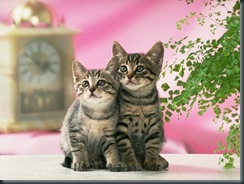 CAT_0159