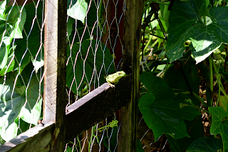 iguana resting on gate