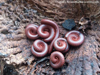 piolho-de-cobra, embuá, cobra tem piolho, gongolos, maria-café, o que é piolho de cobra, veneno, fotos, fotos de piolho de cobra, imagens, animal, natureza, blog natureza e conservação, compostagem, resíduos, cobras, animais