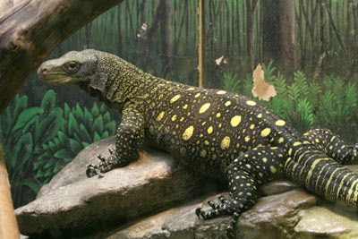 Mengenal Reptil Varanus Salvadori