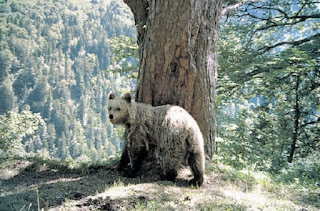 Un oso en la nieve, esperando la primavera