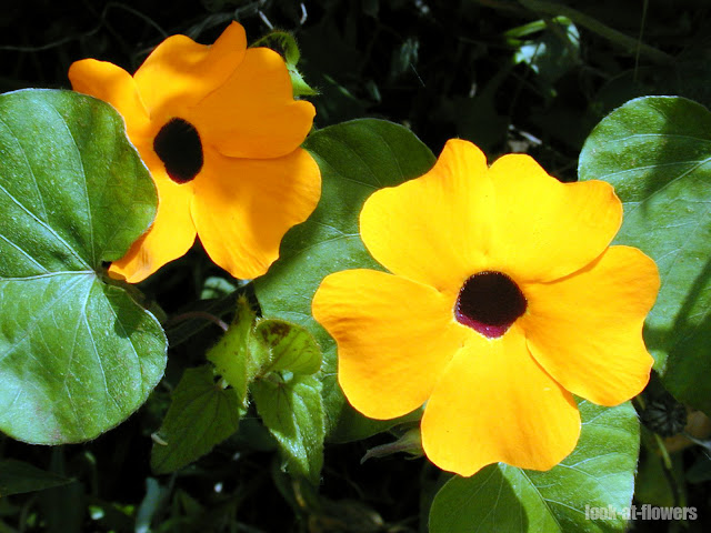 thunbergia yellow