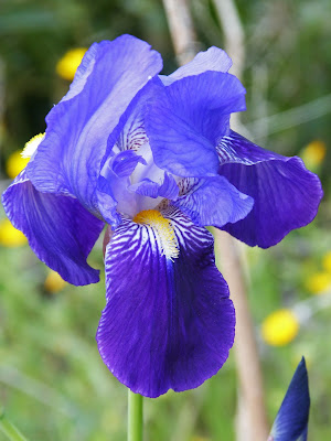 Los tulipanes y flores bonitas