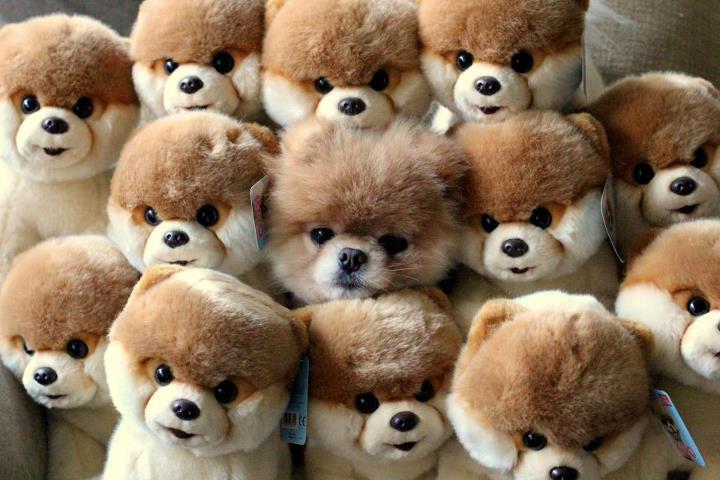Pinterest in Pink!: Cuteness: Find Boo - The Cute Dog
