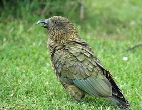 kea Nestor notabilis