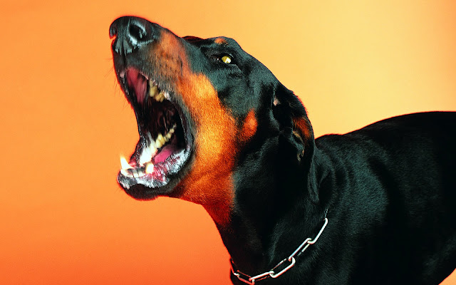 doberman pictures, aggressive doberman, pinscher