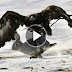 Golden Eagle vs Rabbit Epic Hunting Attack