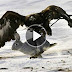 Golden Eagle vs Rabbit Epic Hunting Attack