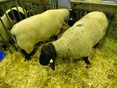 2015.02.26-023 mouton Suffolk