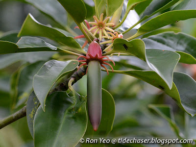 Berus Mata Buaya (Bruguiera hainesii)