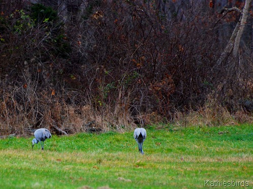 13. grazing cranes-kab