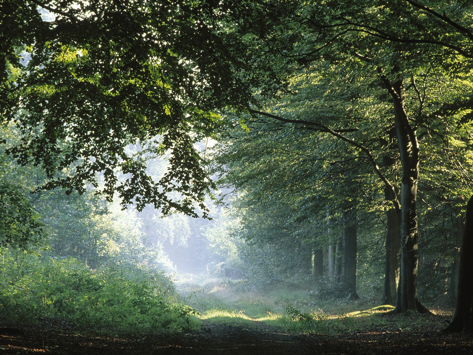 Black forest germany wallpaper |See To World