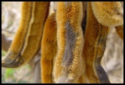mucuna_pruriens