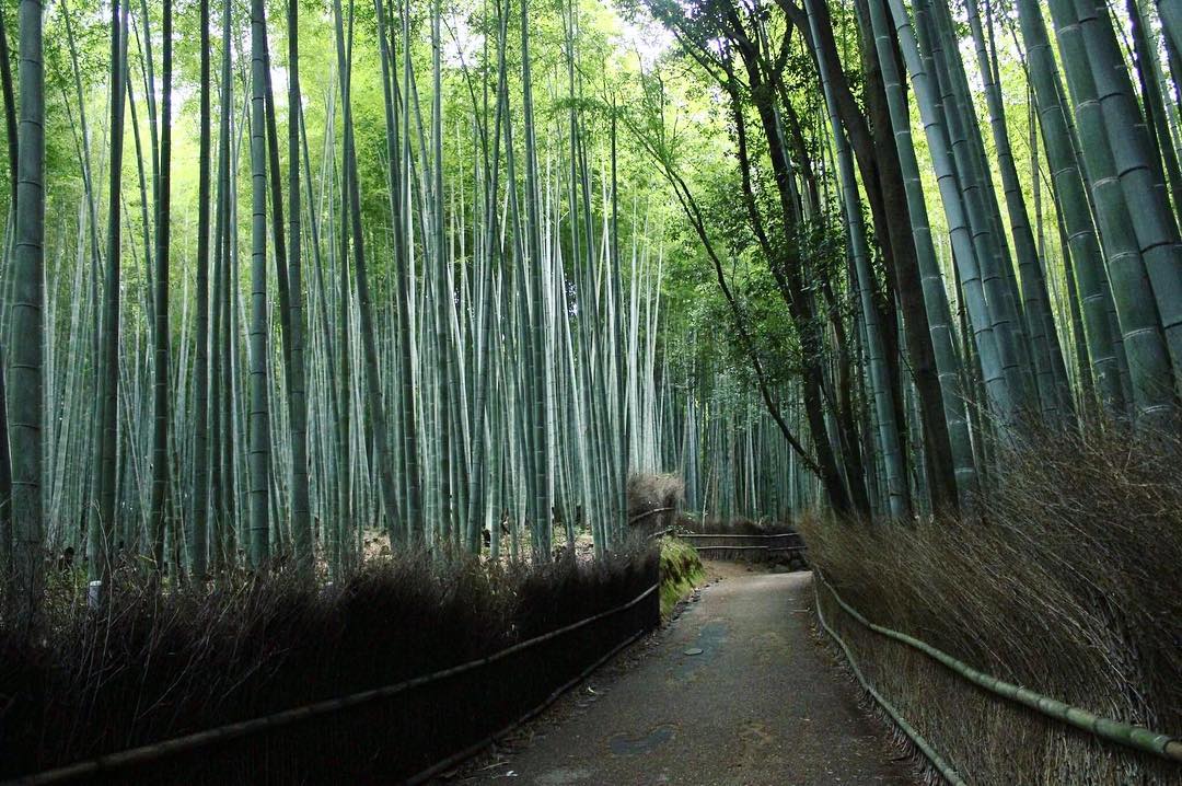 Arashiyama Bamboo Forest