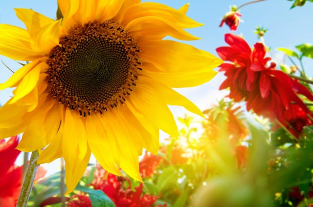 beautiful sunflower pictures,beautiful sunflowers wallpapers,autumn beautiful sunflowers wallpapers