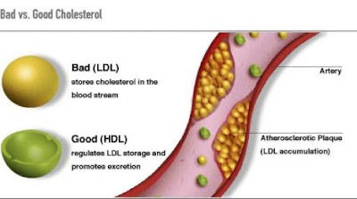 ratio of good and bad cholesterol levels