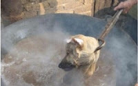 boiling a dog alive in china